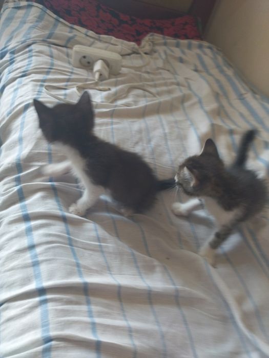 Отдам в хорошие руки котят