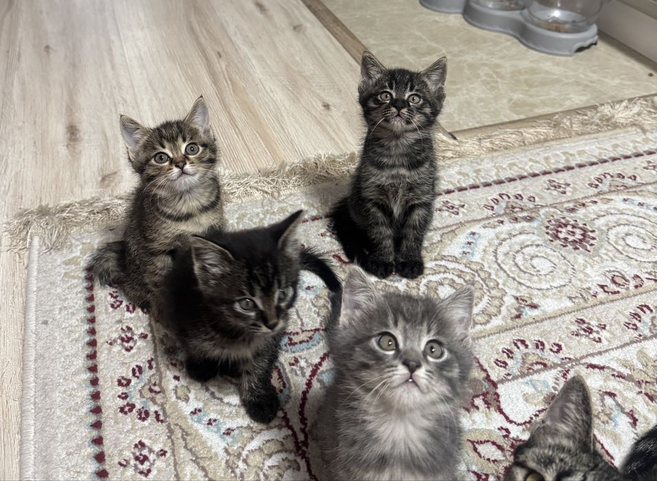 Котята 3 девочки)