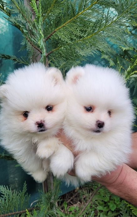 Померан-мини шпиц!!!