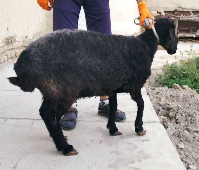 Shoxli arabi qo`y va bolasi sotiladi