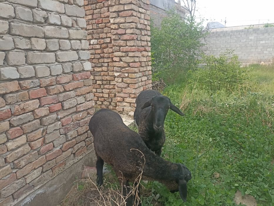 Койлар сотилад 2та 65000дан