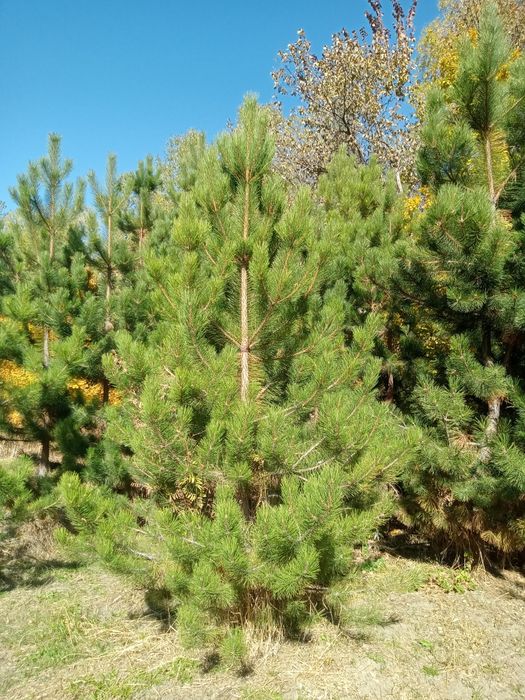 Ёлки любых размеров.