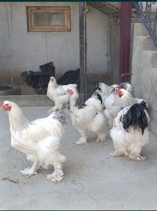 Дакан куланги сотилади брамаям бор