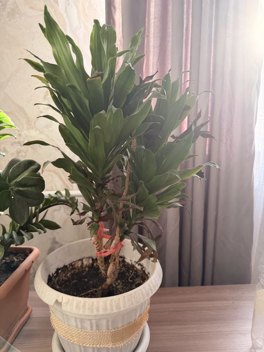 продам 2 растения