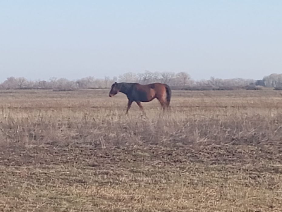 Биелер сатылады соғымға