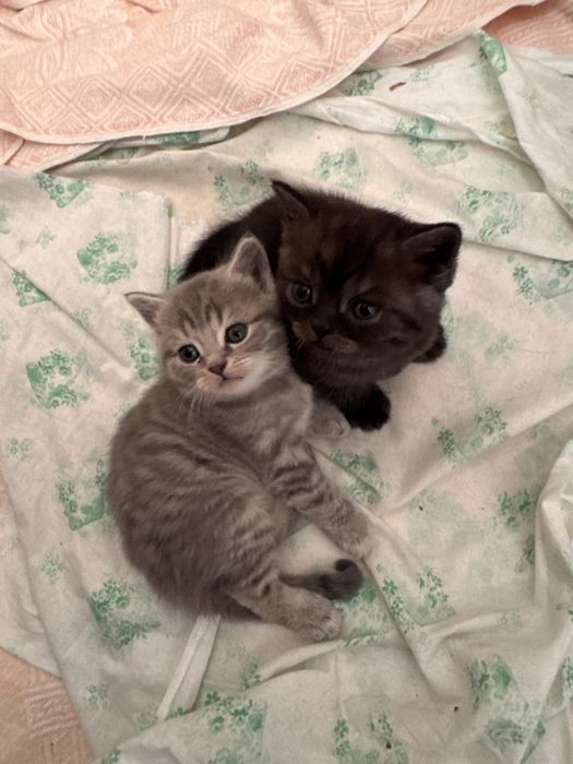 Продаются котята скоттиш страйт