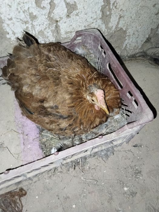 Жожалар сотилади