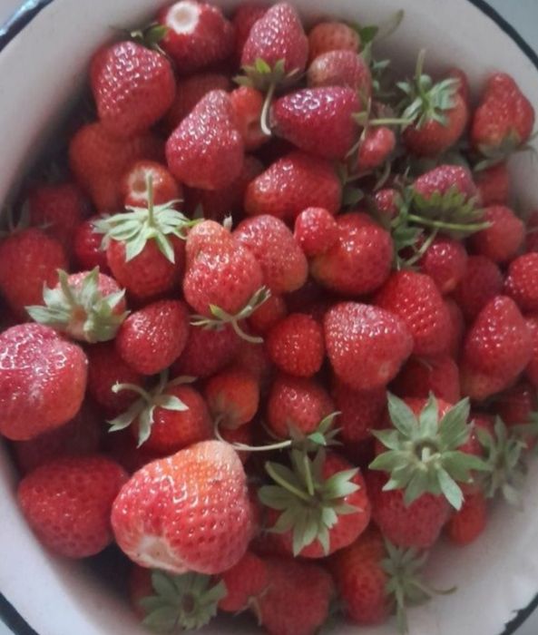 Саженцы клубники вселетней