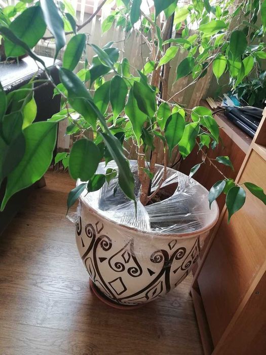 продам дерево/фикус