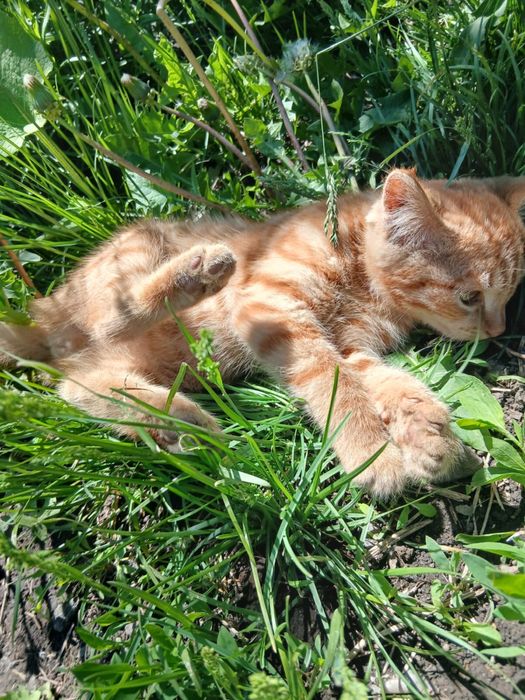 Солнечный котик ищет семью