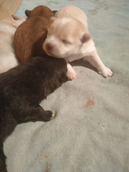 Померанский шпиц