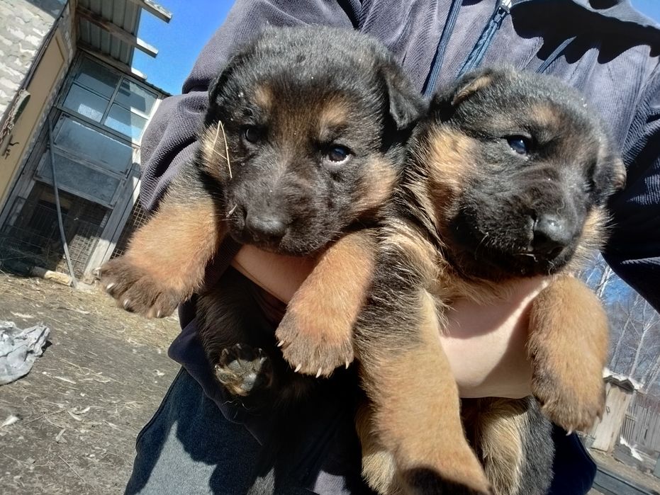 Щенки немецкой овчарки