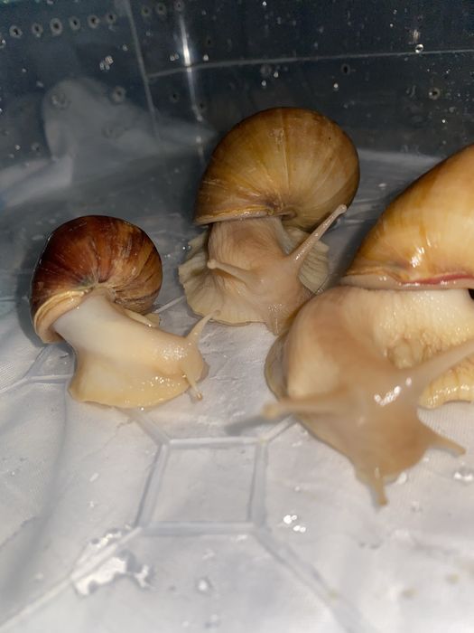 Ахатинский Улитки