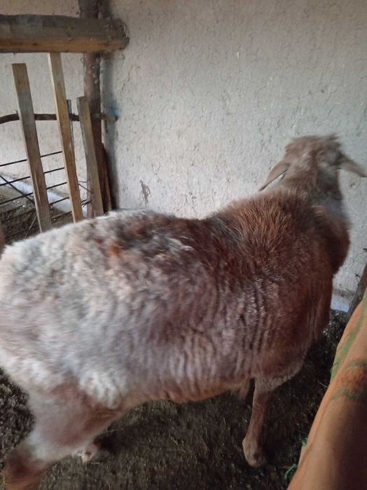 Qo'chqor zotga Edilbay poroda sotiladi