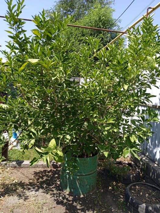 Продам большое плодоносящее дерево лайм