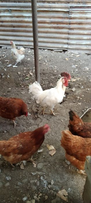 Продаются домашние куры и петух