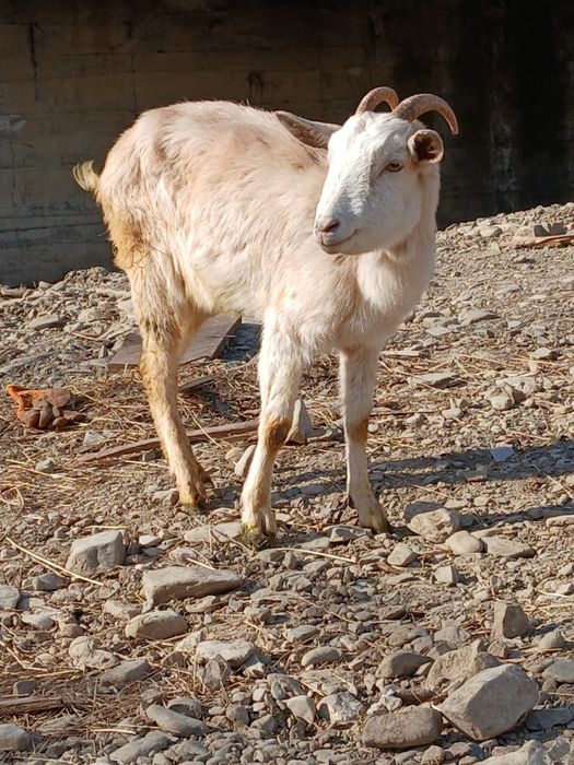 Vând iada sanin are un an e foarte buna