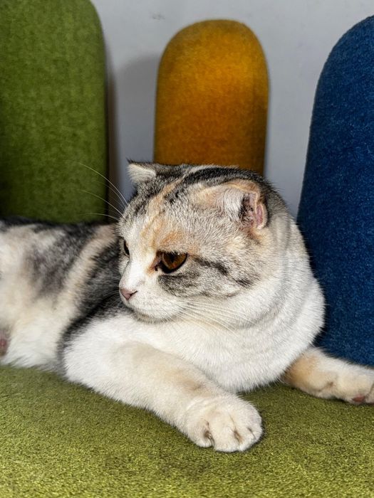 Британская вислоухая