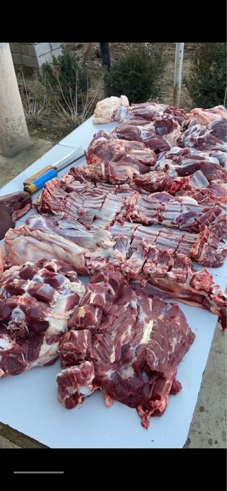 Aqiqa va qurbonlik uchun 25–50 kg qo‘ylar mavjud!