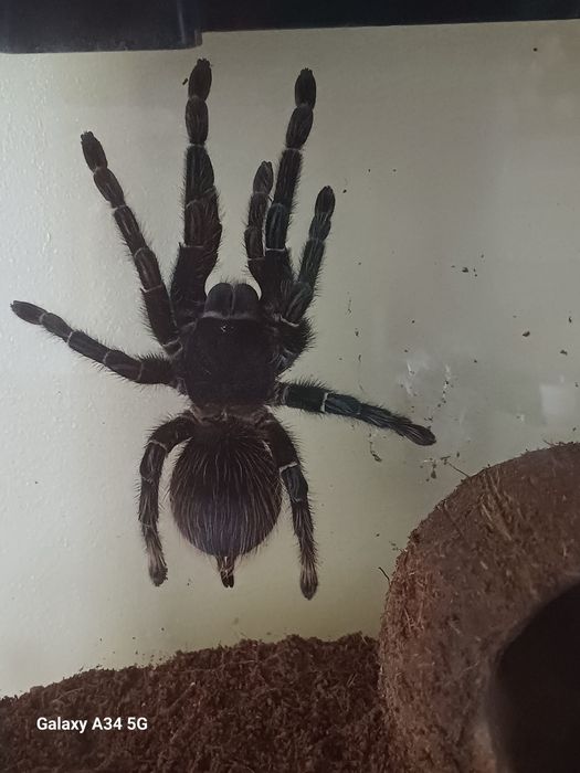 Vând tarantulă L parahybana
