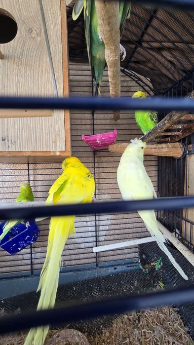 Peruș hogoromo japonez femela, moțată