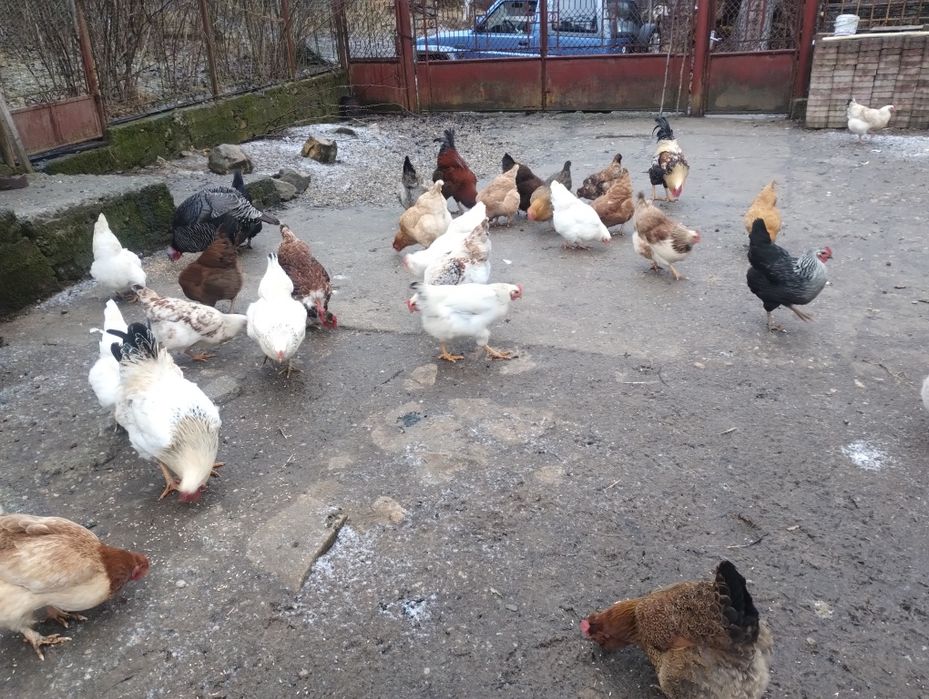 Oua de incubat de la găini tradiționale de casa