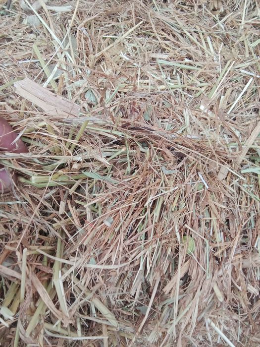 Табиғи таза қырдың шөбі