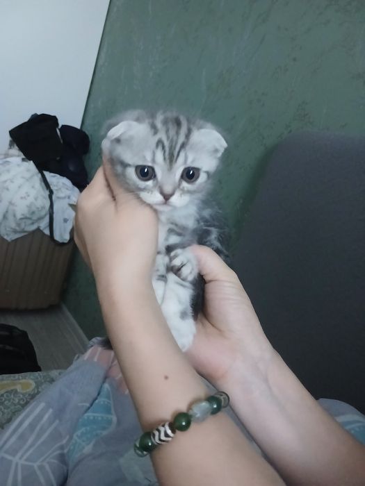 Котята от мамы британки и папы скотиш фолда