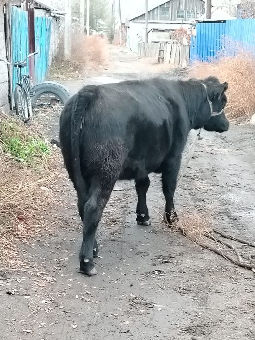 Продам   корову   .