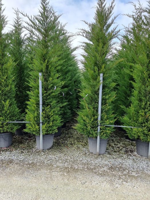 Plante ornamentale decor grădini