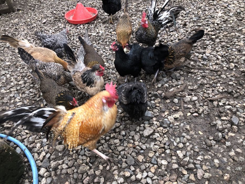 Oua incubat gainuse pheonix, motate , pitice