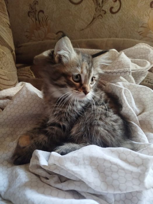 Котята в хорошие руки
