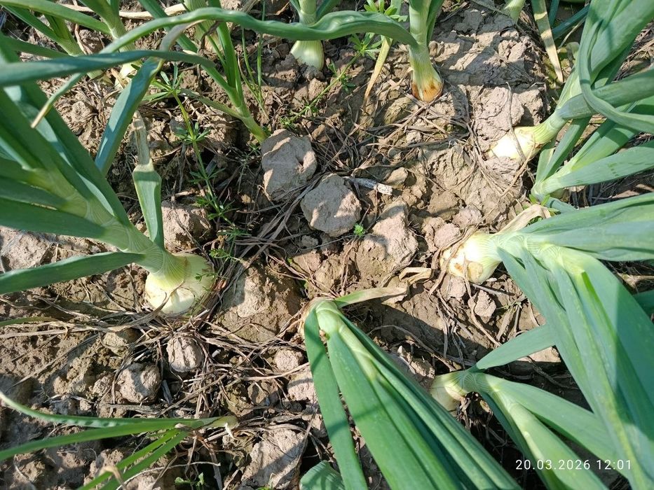 Assalomu alaykum Surxondaryo viloyati Oltinsoy tumani
