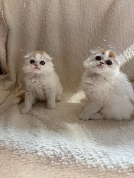 Котята ищут заботливых родителей
