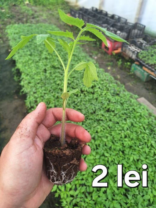 Răsad roșii Ghittia