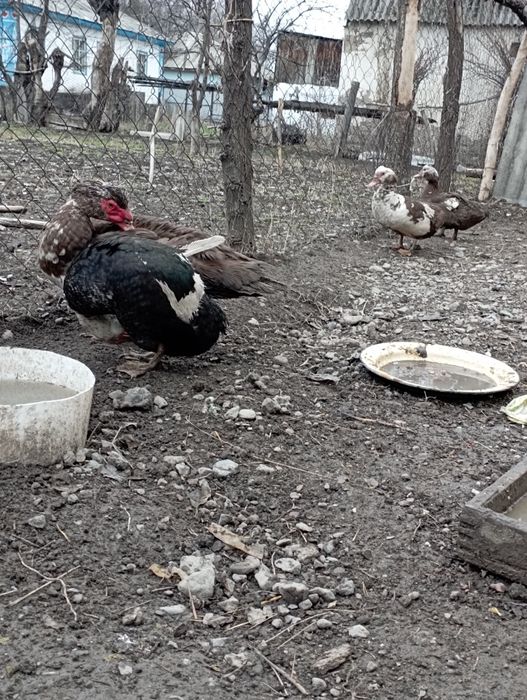 Утка сатамын прадам утка