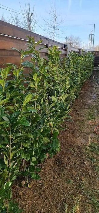 Vând plante ornamentale