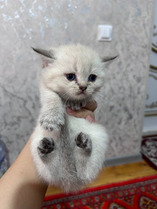 Продаются котята / Мушук болалари сотилади