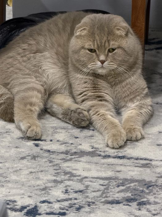 Skoch foold ogil bolla.  Vyaskaga ogil bolla