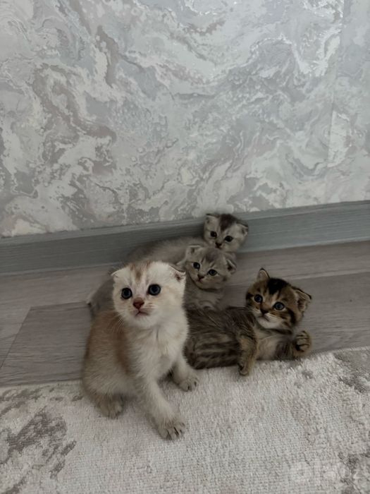 Mushuk vyaskaga uchun aqillik mushuk