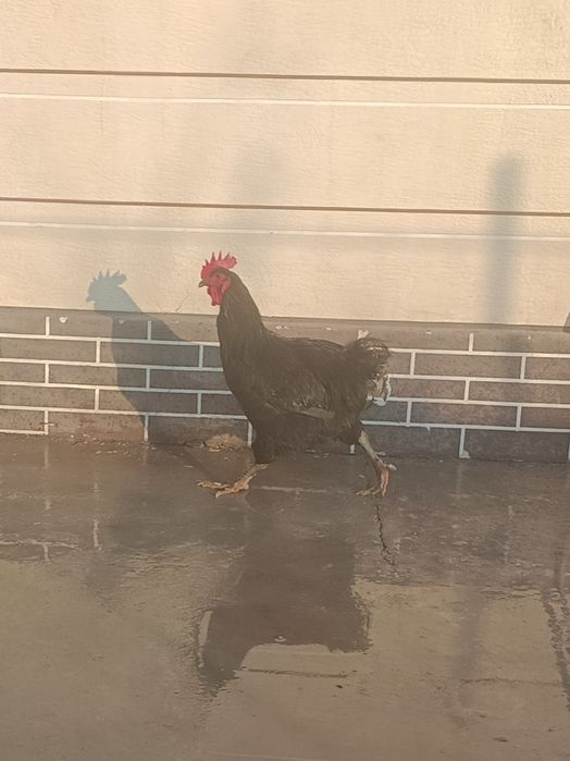 Продам петух Джерси гигант