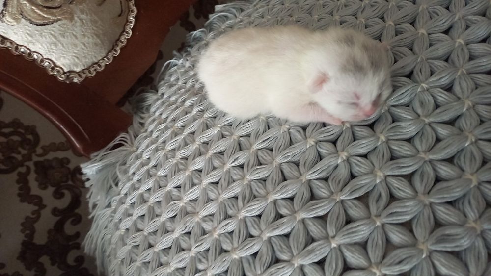 Mishuklar sotiladi zotli