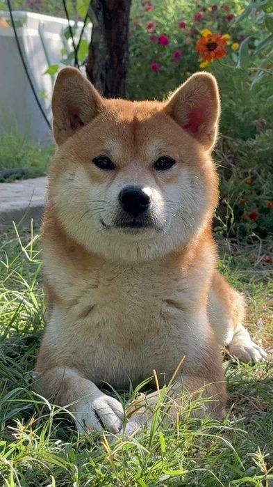 Кобель сиба-ину на вязку