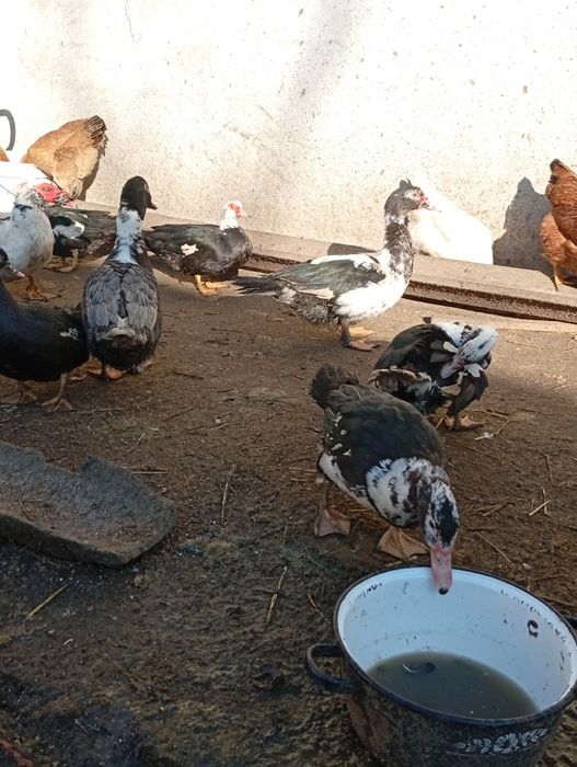 De vânzare rațe mute