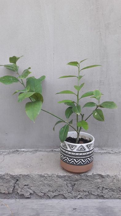 Лимон Павловский