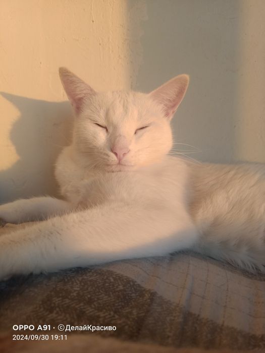 Отдаем в добрые руки Дебби