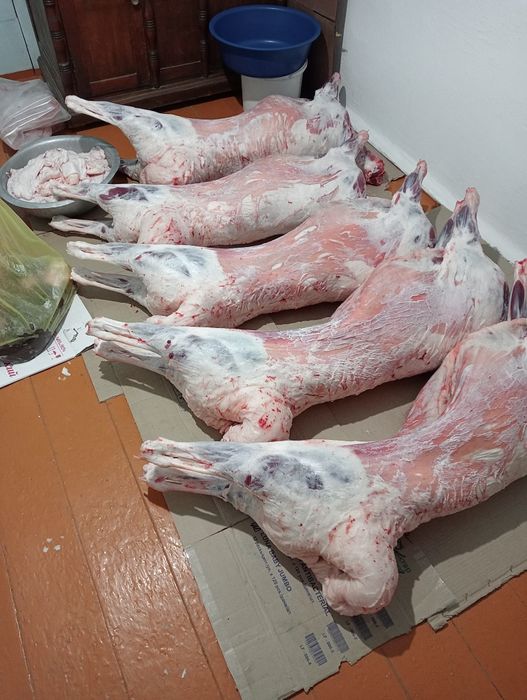 Продам костратов с откорма