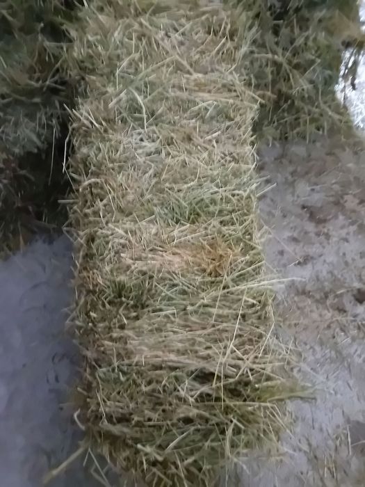 Бали сено и люцерна