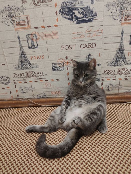 Пропала кошка на автопарке