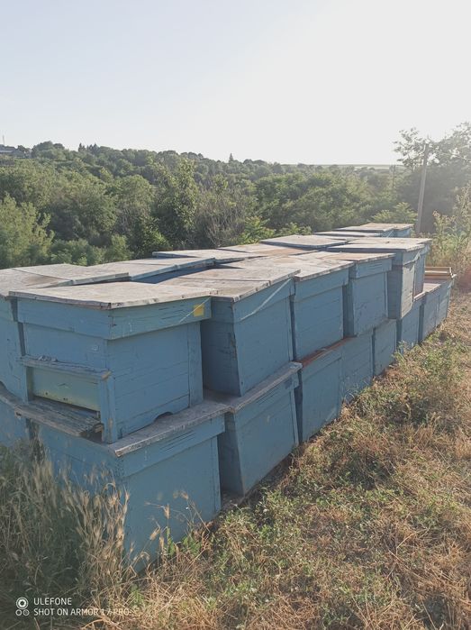 Кошери Дадат Блат 12р.